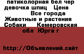 патиколорная бел/чер девочка шпиц › Цена ­ 15 000 - Все города Животные и растения » Собаки   . Кемеровская обл.,Юрга г.